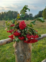 За Андреаполем