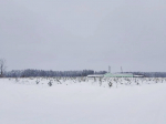 Андреаполь. Новый лес